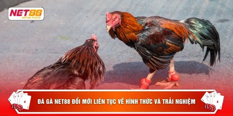 Đá gà Net88 1 Đá gà NET88 đổi mới liên tục về hình thức và trải nghiệm