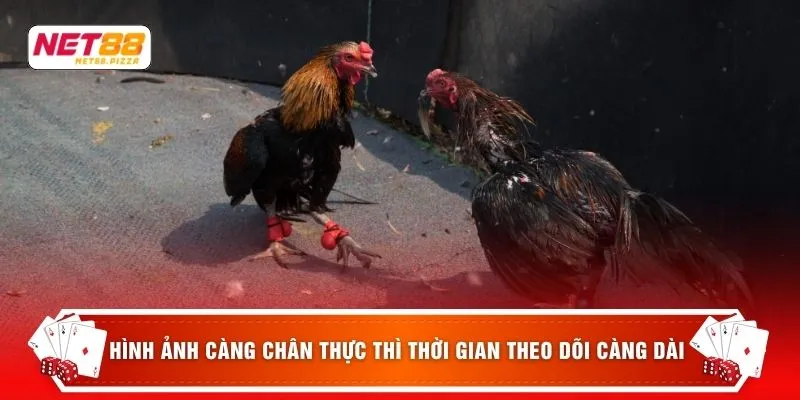 Đá gà Net88 3 Hình ảnh càng chân thực thì thời gian theo dõi càng dài