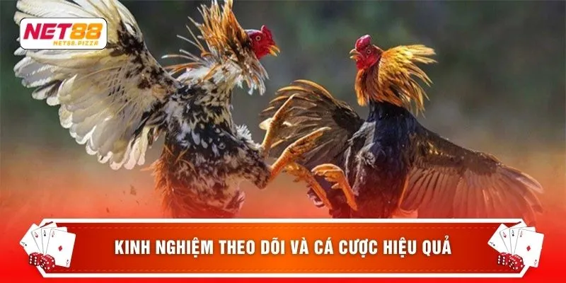 Đá Gà Cúp C1 – 3 Bí Quyết Chơi Hiệu Quả Nhất Cho Người Mới 4 Kinh nghiệm theo dõi và cá cược hiệu quả