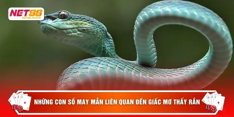Mơ Thấy Rắn - 3 Điềm Báo Tâm Linh Và Con Số May Mắn 4 Những con số may mắn liên quan đến giấc mơ thấy rắn